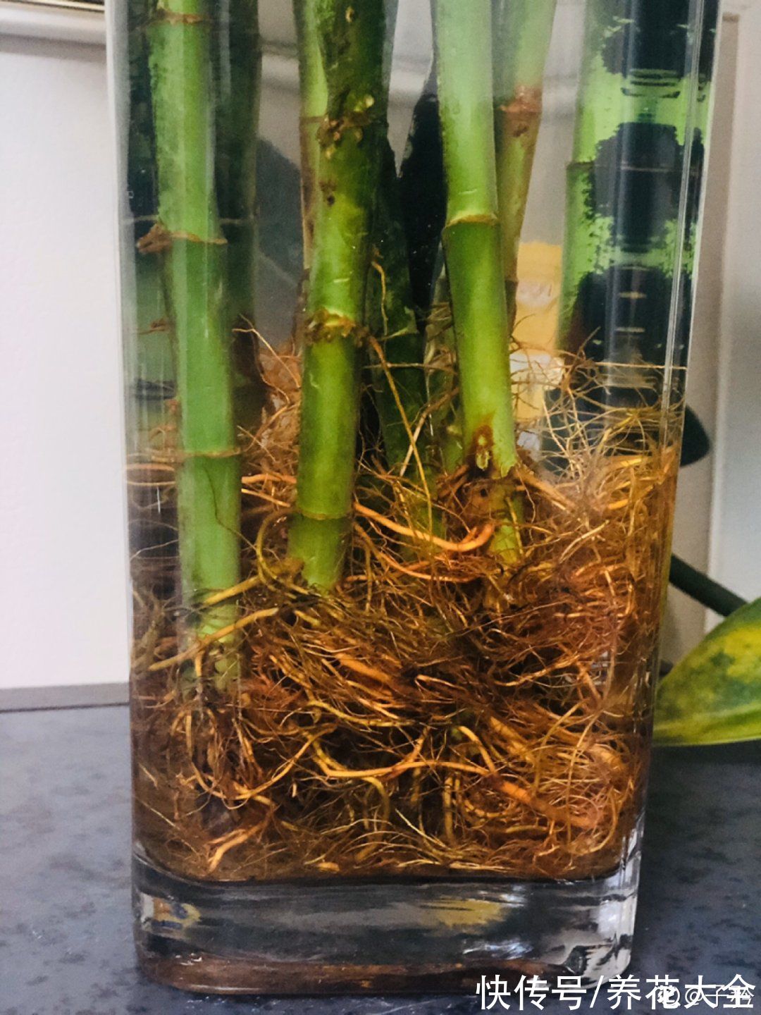 10种“怕晒花”,越晒死越快,半阴地儿反倒长得旺