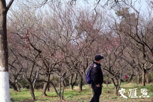 “立春”了 南京梅花山早梅花开朵朵