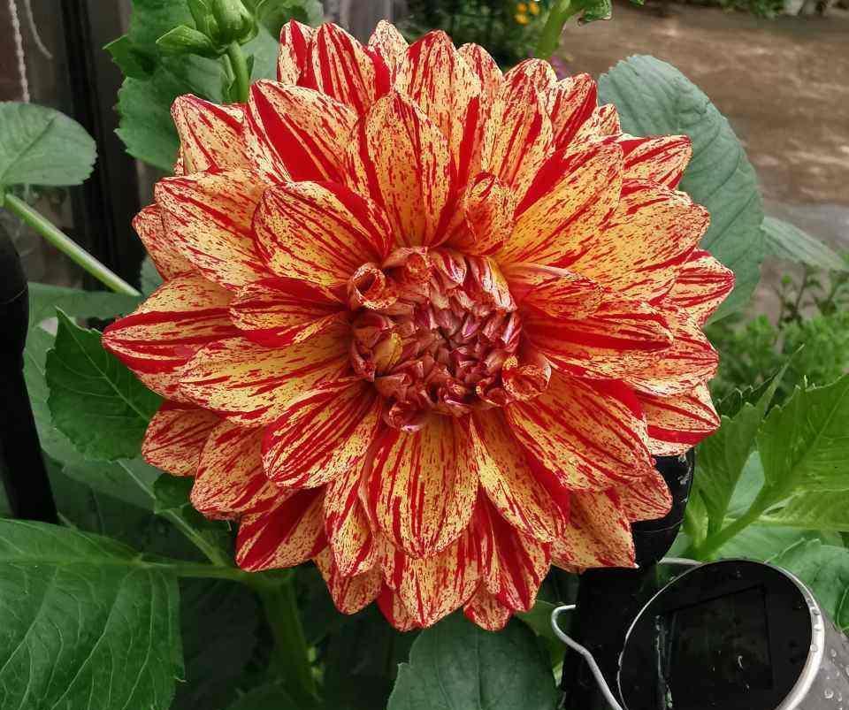 境界|养花的三大境界,你在哪一层?