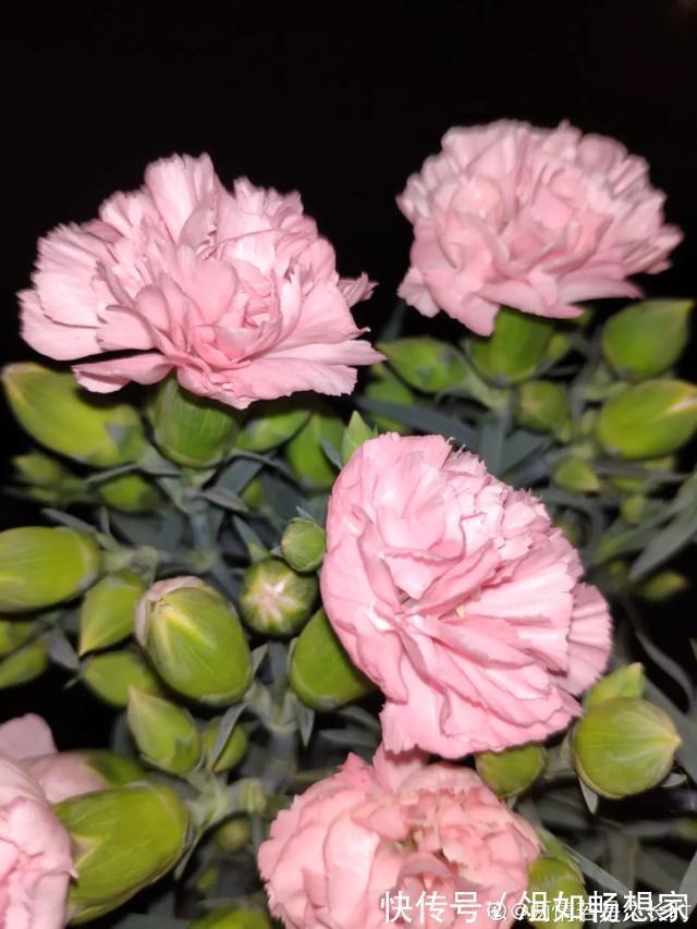 这花爆开50朵，剪几枝送人倍有面子，比买鲜花强多了！