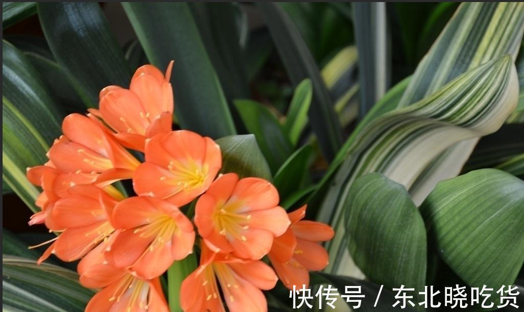 有钱没钱立冬前一定要在阳台养这几种富贵花,寓意多福多财多长寿