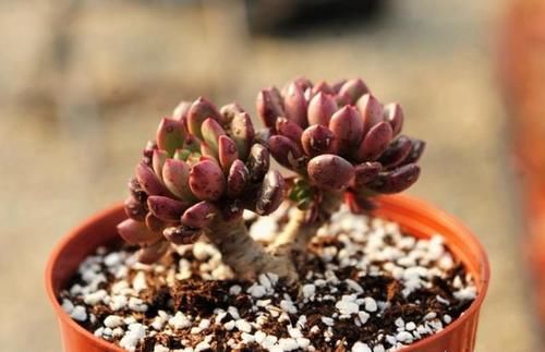 多肉红宝石徒长怎么办？