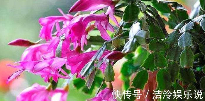 3种花爱喝水，2天一杯水，新芽呼呼冒，长得快，越浇长越旺！