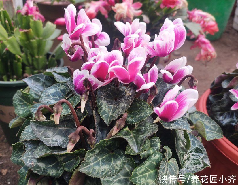 阳台上|如果你是封闭阳台,不要碰“3种花”,这个环境根本养不好