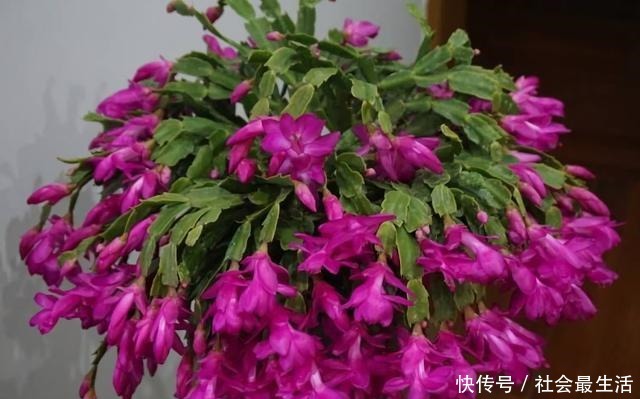 吃完3样东西,留下“废壳”,闷一闷拿来养花,比营养土强10倍!