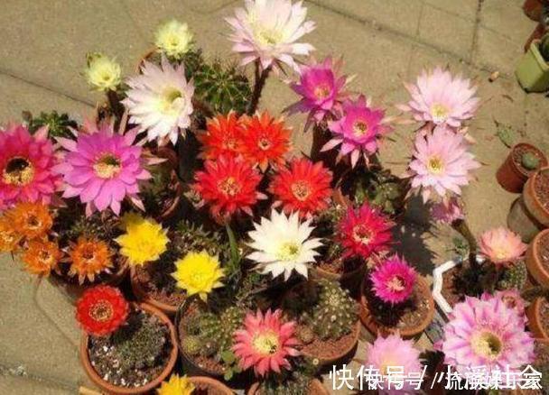 家里盆栽植物的要注意此4种进屋,既对健康不利又影响运气