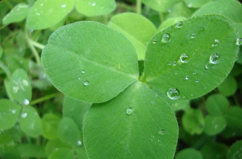 人称“草头”的蔬菜，常吃竟对身体有这3大好处，不妨试一试！