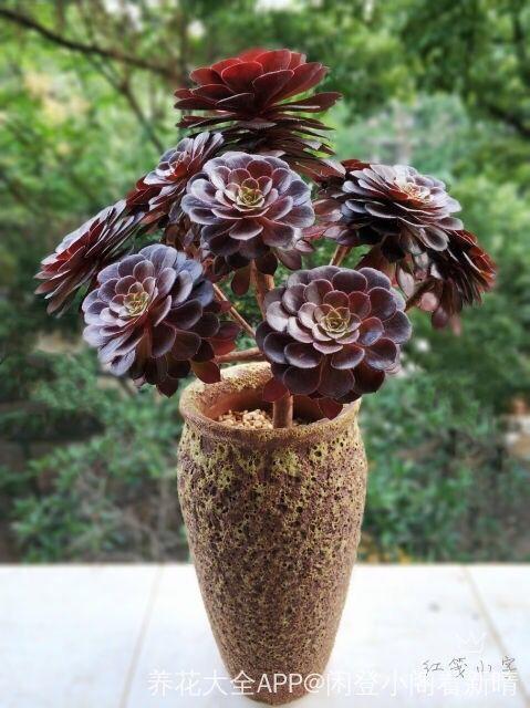 2种多肉,一休眠就变小包子,天越热越漂亮!