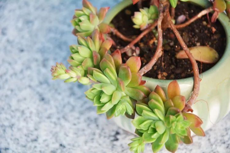 面朝大海的多肉们，在四季变迁中生生不息！