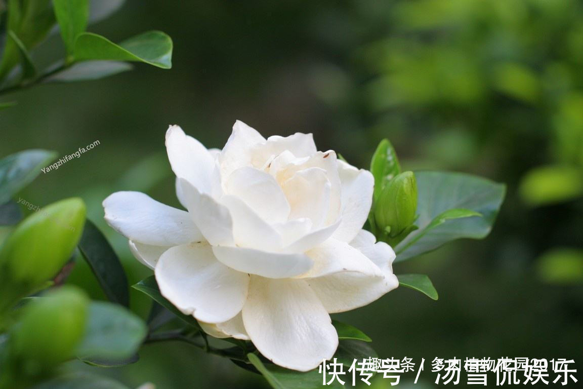 黄土|养护栀子花不能用这种土壤，要不然养一盆死掉一盆