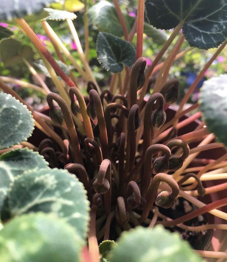 7种紧俏年宵花,个个都有“小脾气”,伺候好了,红红火火开一冬