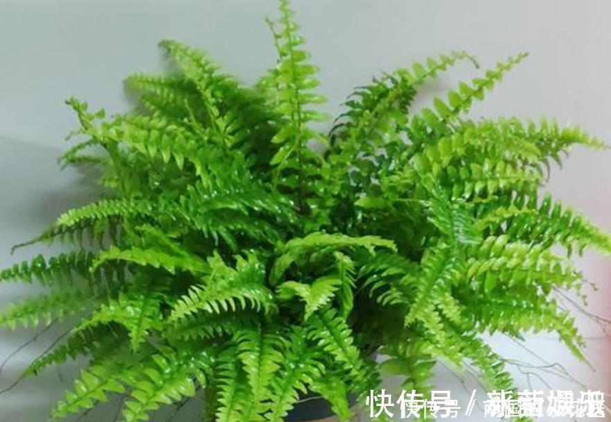 6种花冬季不要晒太阳,它喜荫怕晒,卧室卫生间这些地方最合适!