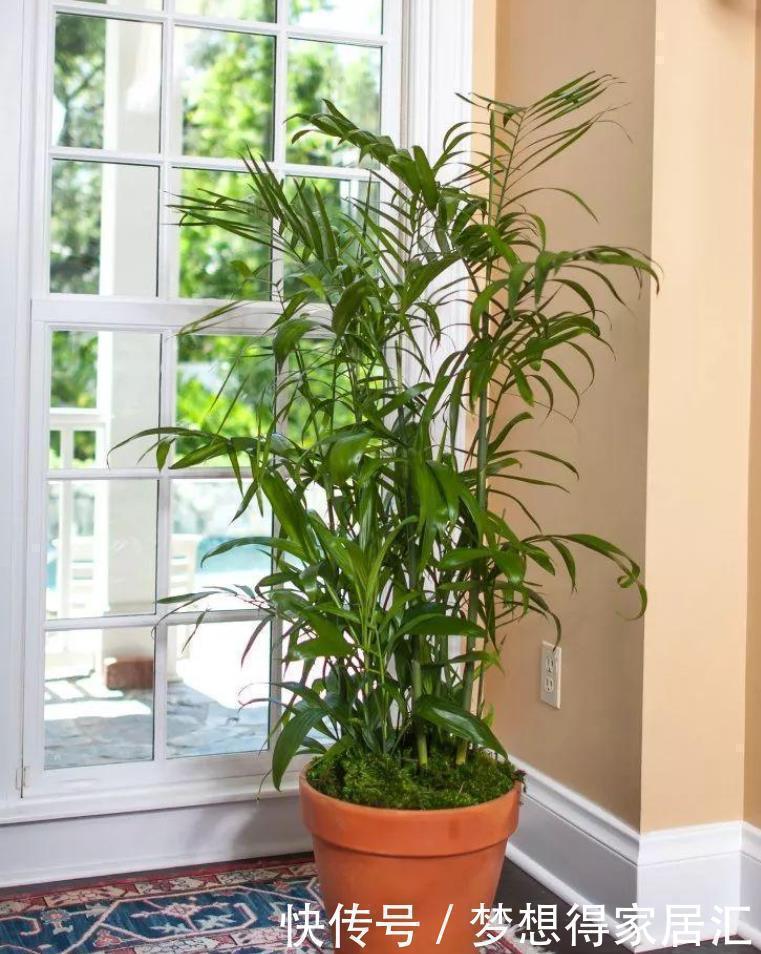 非洲菊|十种容易生长、净化室内空气效果很棒的盆栽绿植，对健康有好处