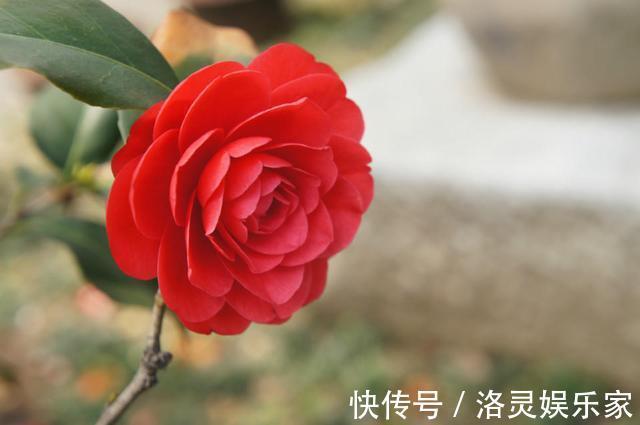 烂根|几种辅助养花小工具,放在盆底肥沃透气,花卉旺盛不烂根