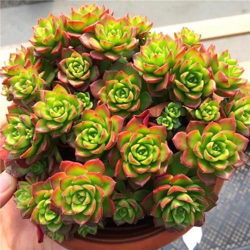 多肉|多肉蒂亚植物造型不美?是因为平时这“1点”忽略了!