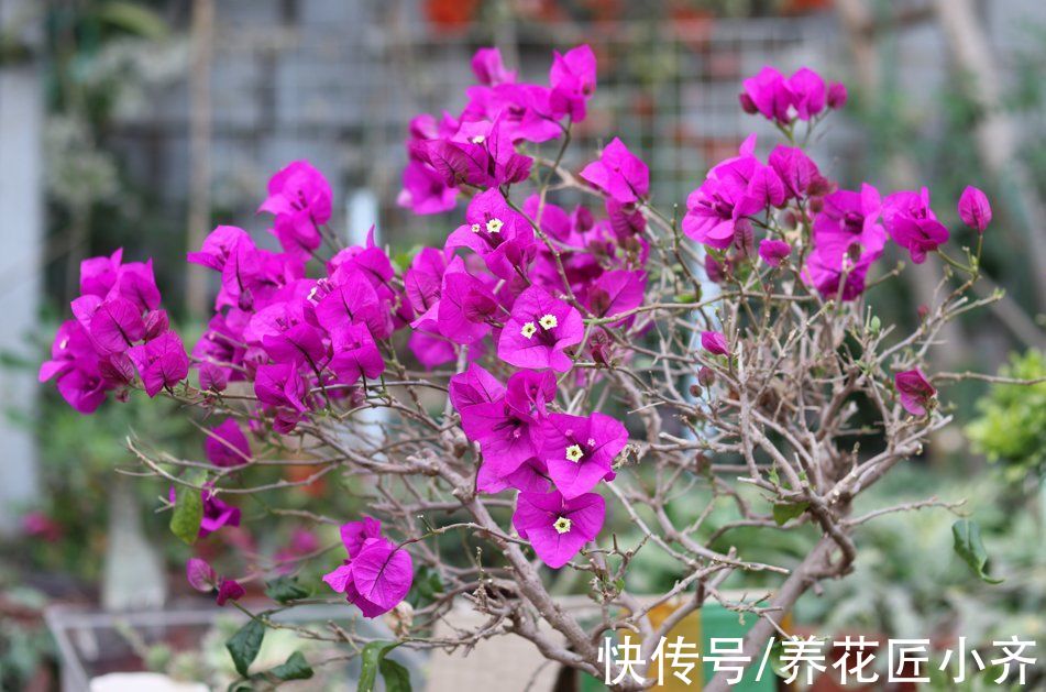 入冬后养三角梅,记住“3喜3怕”,来年必然开花爆盆