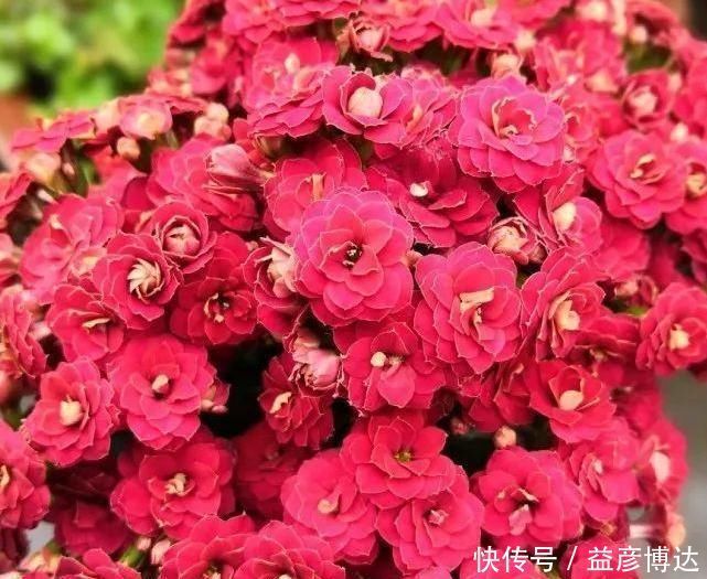 养这种花别心疼,天热时剪一剪,很快就爆盆,花期一到开满盆