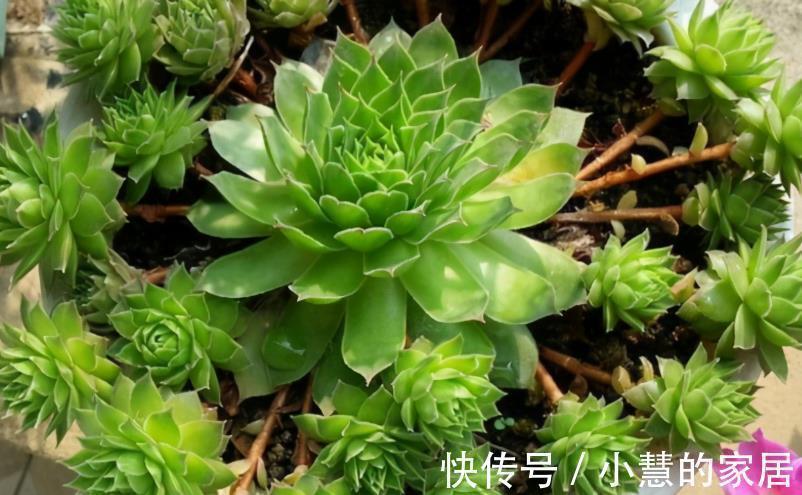 多肉摘叶子好处多,茎干木质得快,盆栽养成老桩更容易