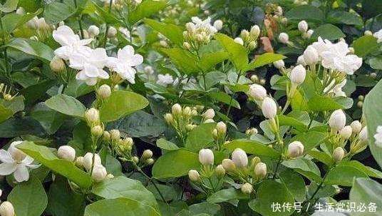茉莉花养护很简单,记住“3部曲”,轻轻松松花不断,四季有花看!