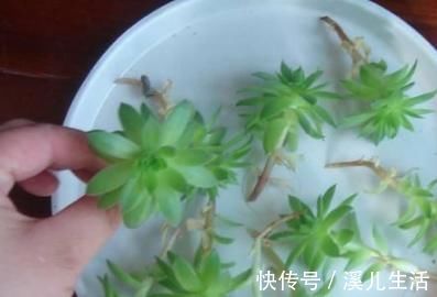 肉肉|为何别人的肉肉轻松就爆盆,原来他们种了这种会生“宝宝”的多肉