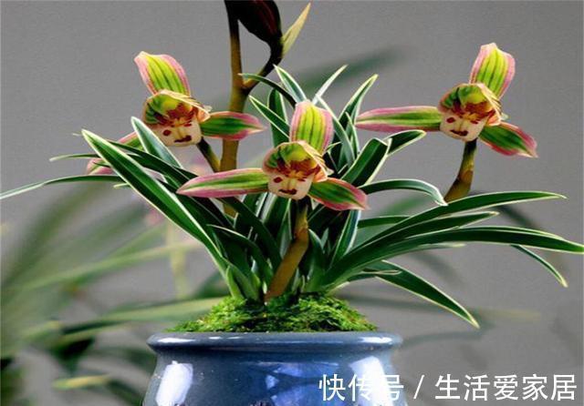 这兰花不常见,一花双色,兰香浓郁,叶带金边,是兰中极品