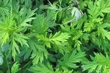 常吃|爱美的女性,可常吃以下食物,淡斑美白,清肝明目,越活越年轻