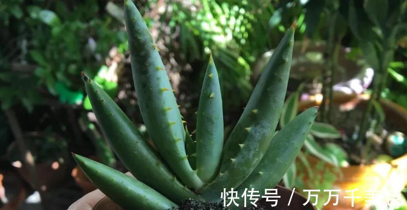 海虎兰|养芦荟选好品种,颜值高易打理,第3款最适合美容护肤