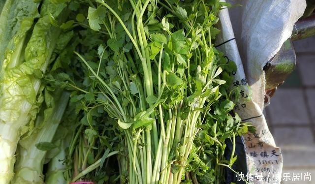 春天的农村里有这40种山珍野菜图片,让你轻松辨别山珍野菜