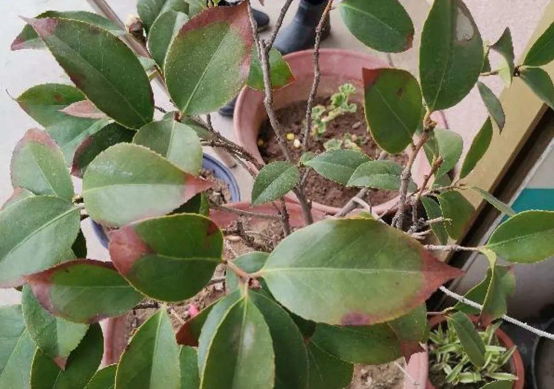 5种花不敢买，秋天死太快，养不活惹一肚子气