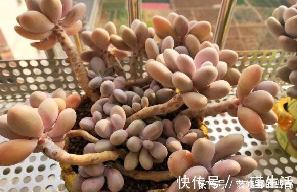 什么是“控养”?少浇水就是控养?大错特错,控养指的是整体
