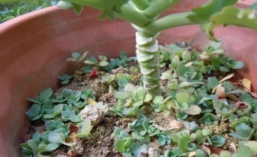 多肉科|这2种花,有水就疯长,拦都拦不住,新手也会养,是盆栽佳品