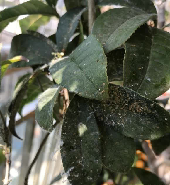 浇水有窍门,有些水能浇花,有些不能浇,分清楚,养花更轻松