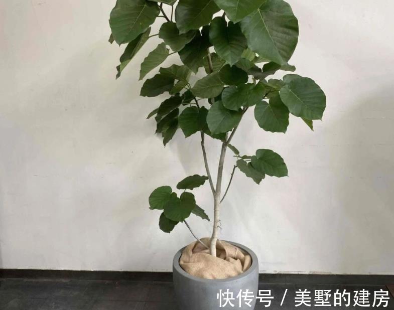 水溶肥|夏季给植物盆栽施肥，有3个忌讳点，做错了就会黄叶烂根