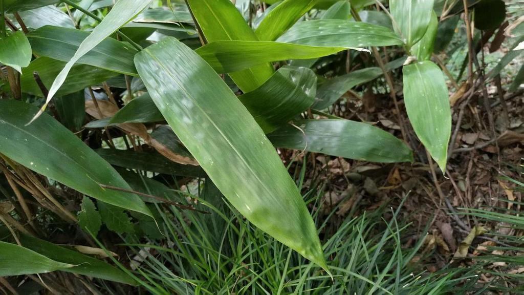 母株|分株繁殖是什么？这几种花卉适合分株繁殖，好生根开花多