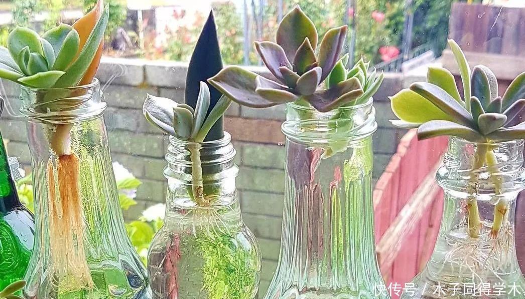 水培|天热多肉难活?聪明人一到夏季就扔水里,养1个月胖得不成样