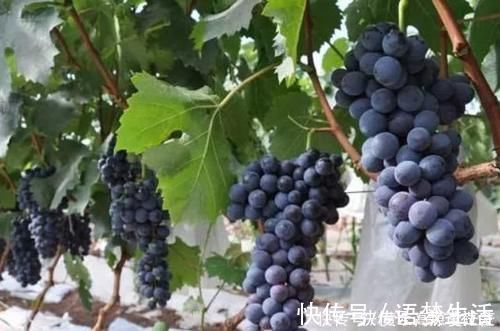 工资|它们公认是男人的“肾黄金”,工资再少也要经常吃,肾脏或会越来越健康