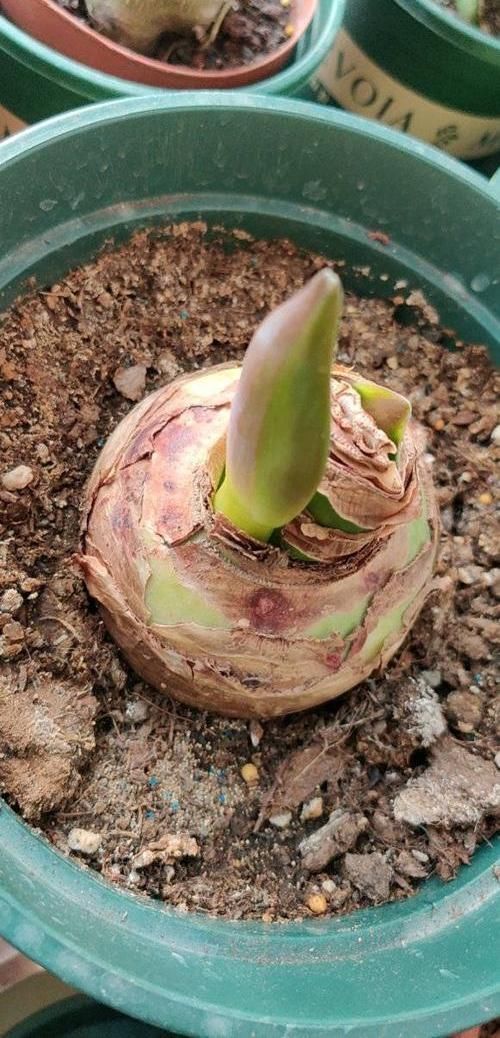 朱顶红养成古董,养了10多年,一盆50个球,水缸都长满了