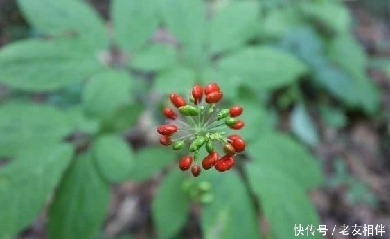 补肾|富人吃虫草,穷人只吃它,补肾强身,10斤虫草都不换