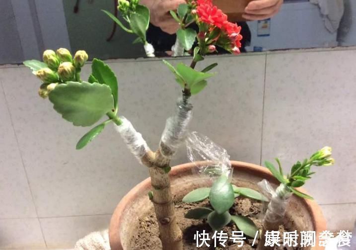 光照|聪明人把长寿花嫁接在老桩上,爆盆简单开花多,一盆花全是花枝