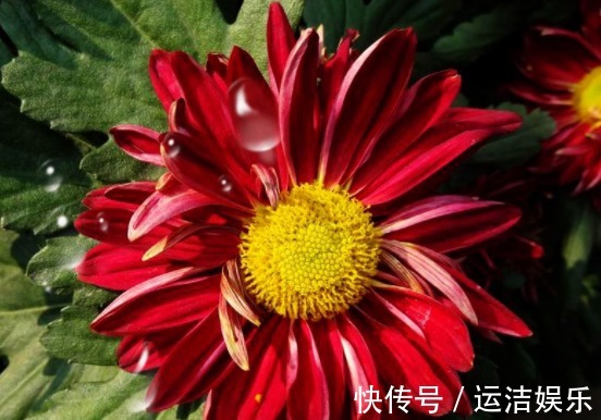 喜欢菊花，不如养盆“稀世名菊”红菊，似落日晚霞，霞光万丈