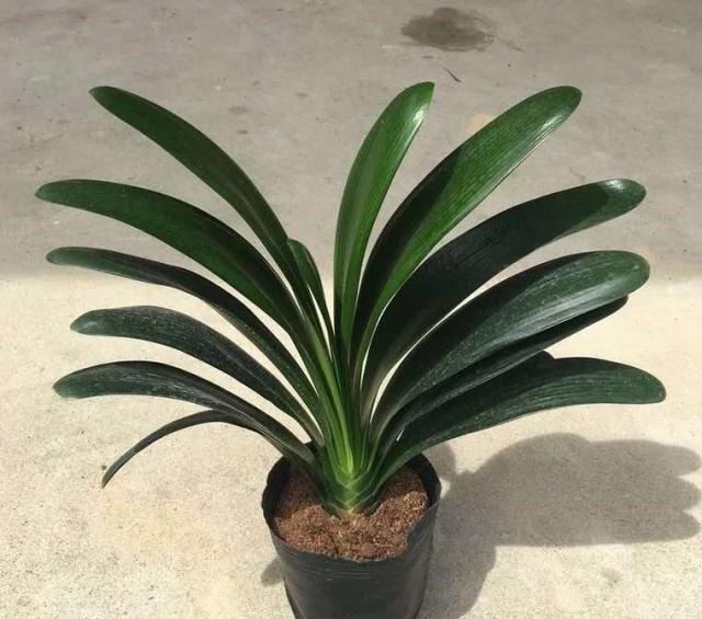 3个给“君子兰”换盆的小技巧,不伤根、服盆快,叶子厚又亮!