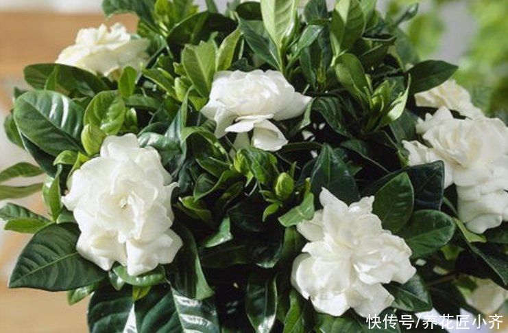 年前买养不活的3种花,现在买正合适,掌握换盆技巧,好养又省钱