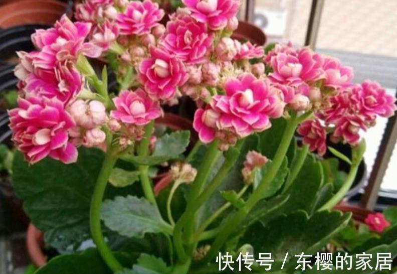 10月推荐你养3种花,颜值高价格便宜,不到10块就能买一盆