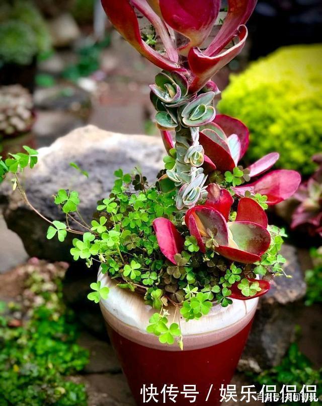 仙境|他痴迷养多肉,将500多盆多肉养出“高级感”,大家都夸美如仙境