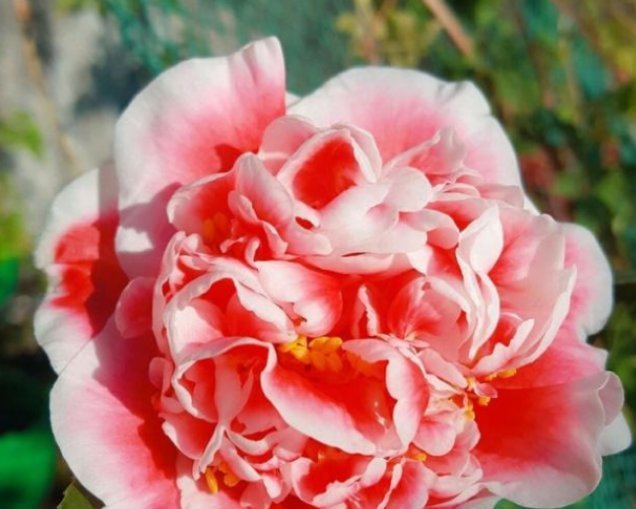 爆盆|3种花“开花勤快”,好养易爆盆,落地生根,常年开花“不停歇”