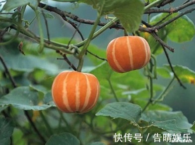 小南瓜,1根藤结50多颗,好玩儿,好看,好吃,好养,教你养法