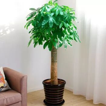 给发财树喷一点小玩意,叶子翠绿发光,新芽新枝条蹭蹭冒