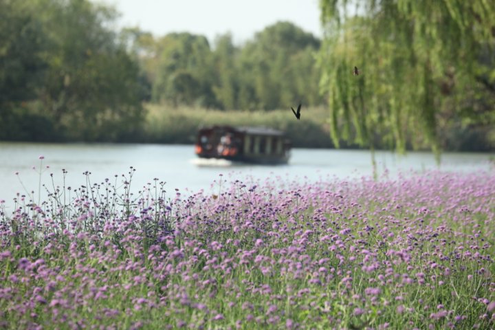 诗词@杭州西溪湿地芦花初白 第十七届听芦节来了