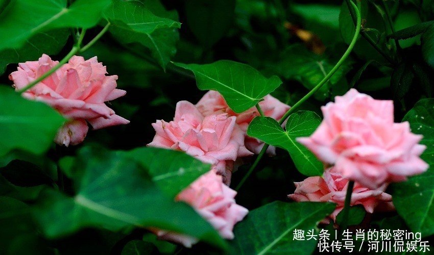 孝顺|越老越清闲的四大生肖女，一生平安长寿大富大贵，子女孝顺有出息