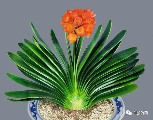 君子兰怎么养：君子兰锈斑病怎么处理，施肥涂药换盆土